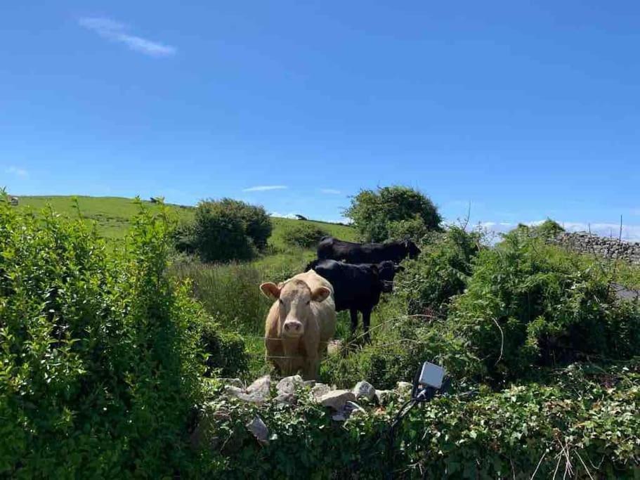 Bumblebee Cottage Ντόνεγκαλ Εξωτερικό φωτογραφία